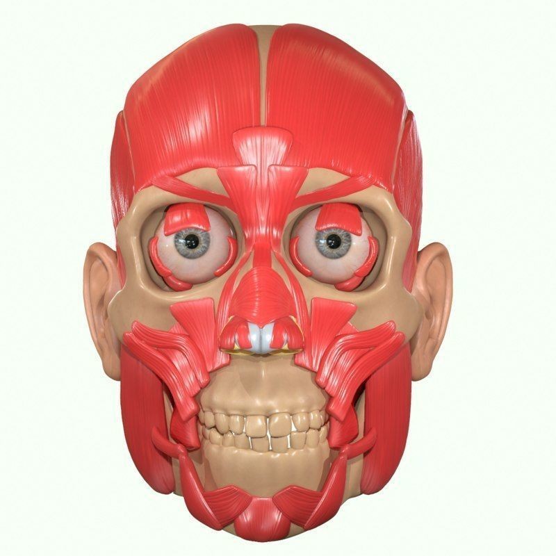 Full Head Muscle Anatomy 3D Model – Detailed Anatomical Reference, OBJ & STL - View 35