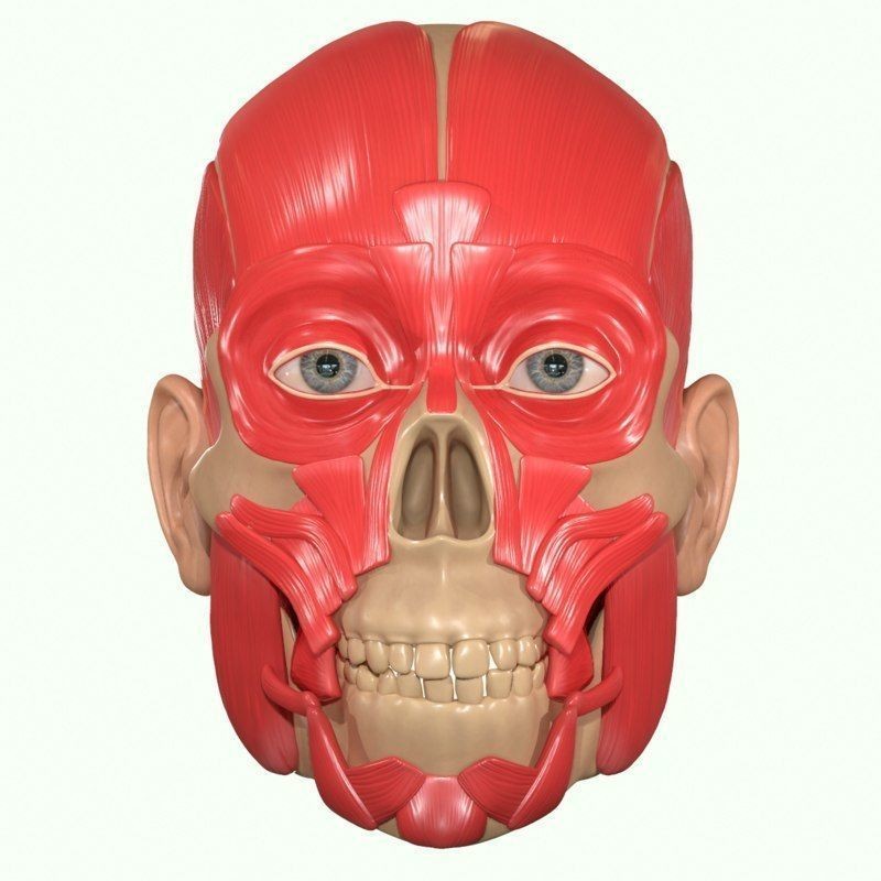 Full Head Muscle Anatomy 3D Model – Detailed Anatomical Reference, OBJ & STL - View 36