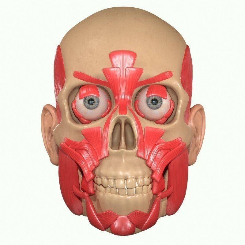 Full Head Muscle Anatomy 3D Model – Detailed Anatomical Reference, OBJ & STL - View 37