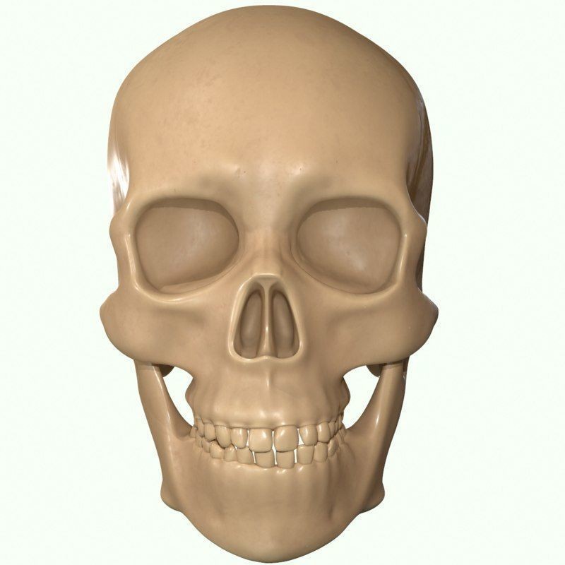 Full Head Muscle Anatomy 3D Model – Detailed Anatomical Reference, OBJ & STL - View 38