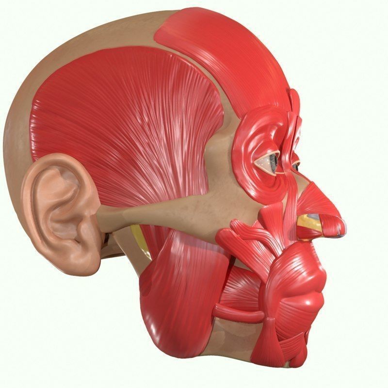 Full Head Muscle Anatomy 3D Model – Detailed Anatomical Reference, OBJ & STL - View 39