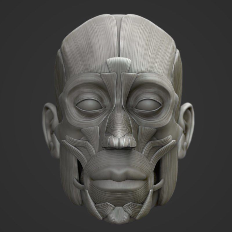 Full Head Muscle Anatomy 3D Model – Detailed Anatomical Reference, OBJ & STL - View 4