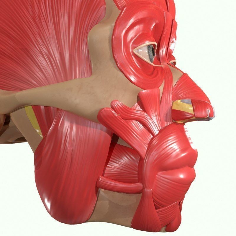 Full Head Muscle Anatomy 3D Model – Detailed Anatomical Reference, OBJ & STL - View 40