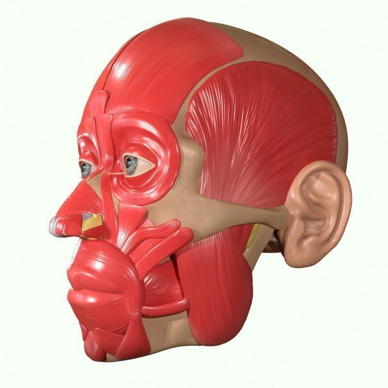 Full Head Muscle Anatomy 3D Model – Detailed Anatomical Reference, OBJ & STL - View 41