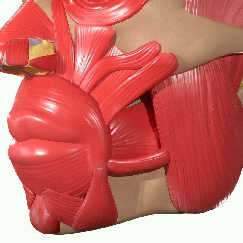 Full Head Muscle Anatomy 3D Model – Detailed Anatomical Reference, OBJ & STL - View 42