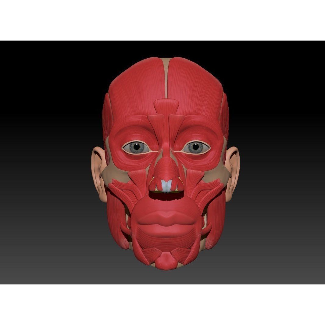 Full Head Muscle Anatomy 3D Model – Detailed Anatomical Reference, OBJ & STL - View 43