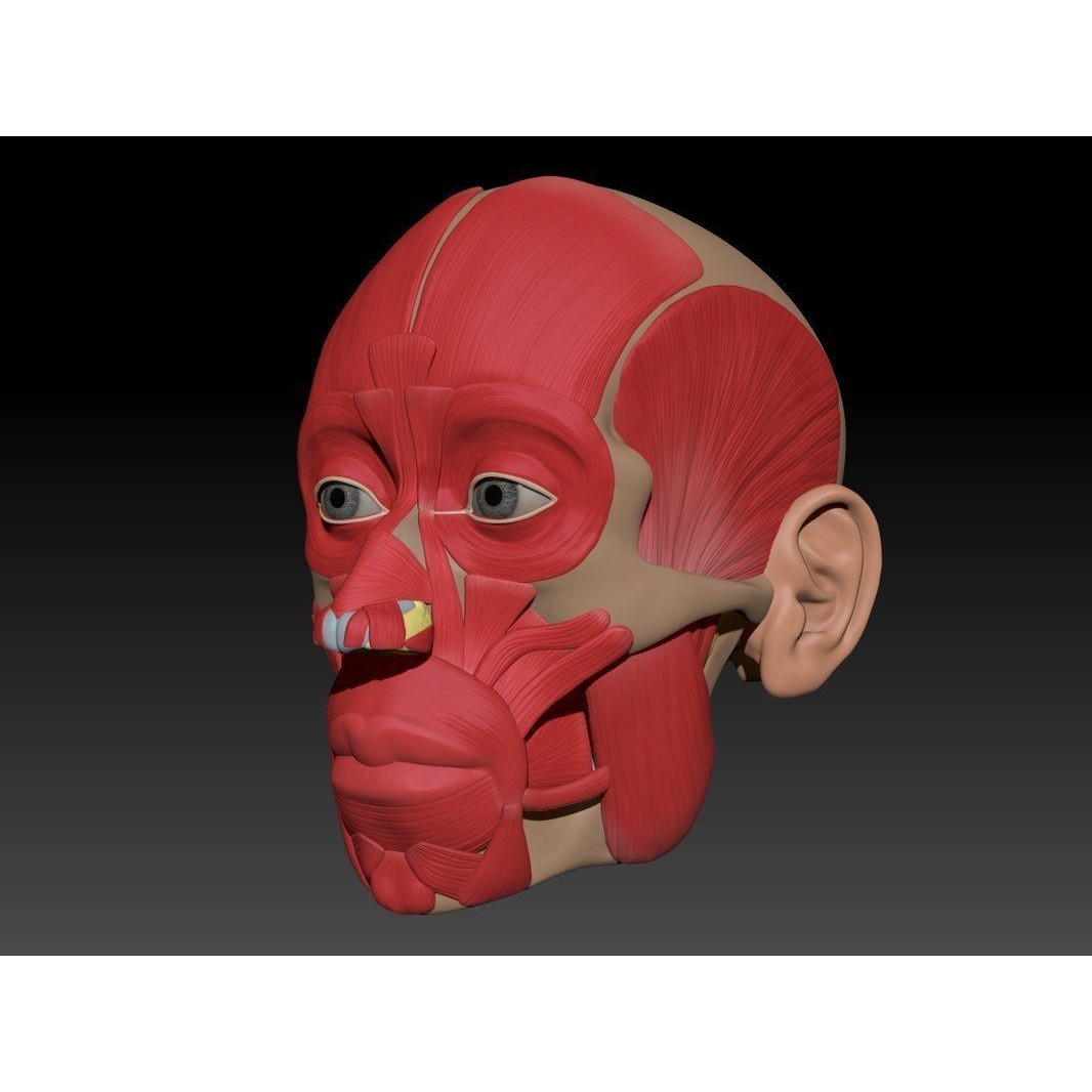 Full Head Muscle Anatomy 3D Model – Detailed Anatomical Reference, OBJ & STL - View 44