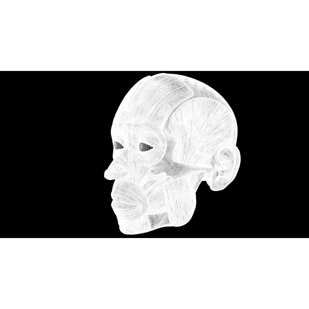 Full Head Muscle Anatomy 3D Model – Detailed Anatomical Reference, OBJ & STL - View 45