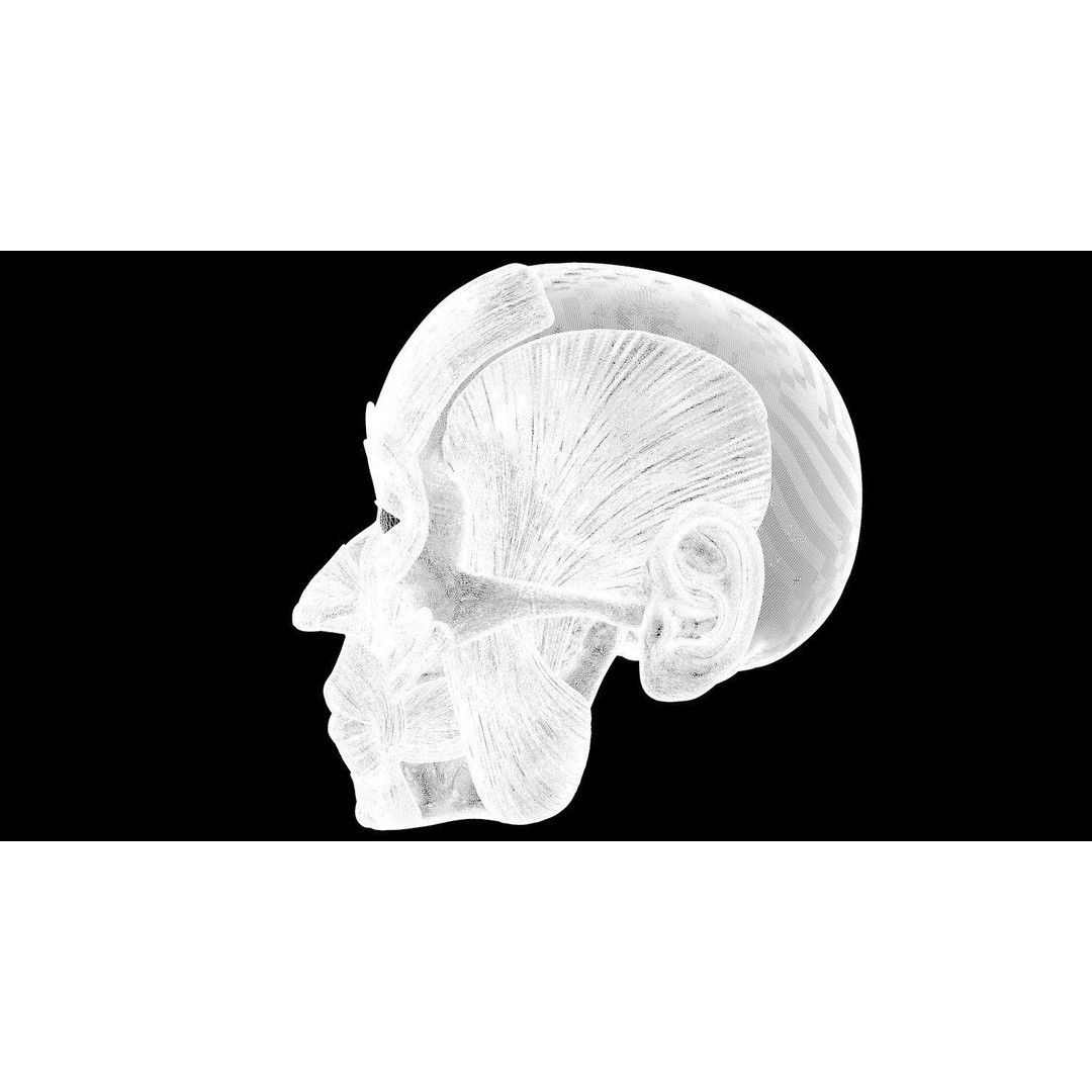 Full Head Muscle Anatomy 3D Model – Detailed Anatomical Reference, OBJ & STL - View 46