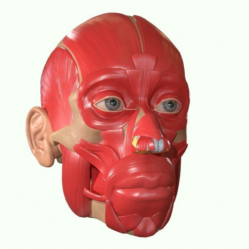 Full Head Muscle Anatomy 3D Model – Detailed Anatomical Reference, OBJ & STL - View 5