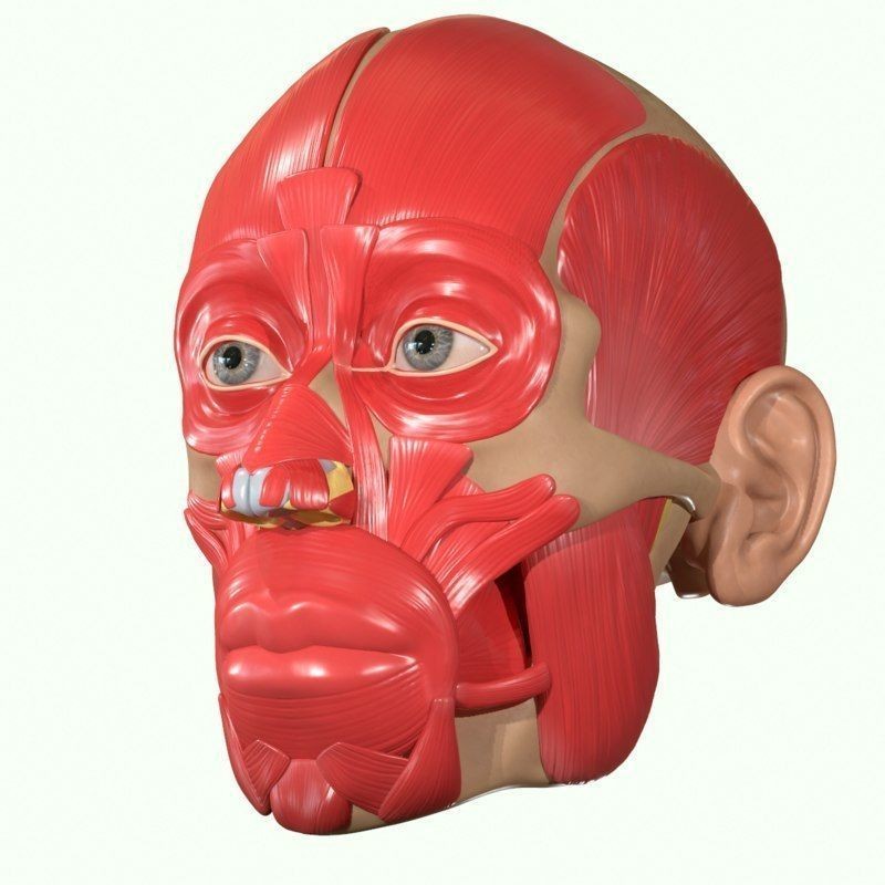 Full Head Muscle Anatomy 3D Model – Detailed Anatomical Reference, OBJ & STL - View 6