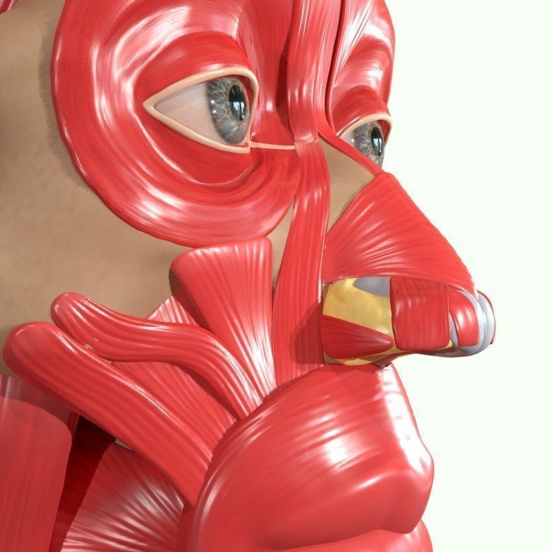 Full Head Muscle Anatomy 3D Model – Detailed Anatomical Reference, OBJ & STL - View 7