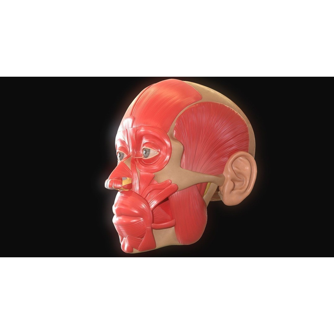 Full Head Muscle Anatomy 3D Model – Detailed Anatomical Reference, OBJ & STL - View 8