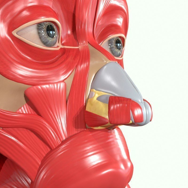 Full Head Muscle Anatomy 3D Model – Detailed Anatomical Reference, OBJ & STL - View 9