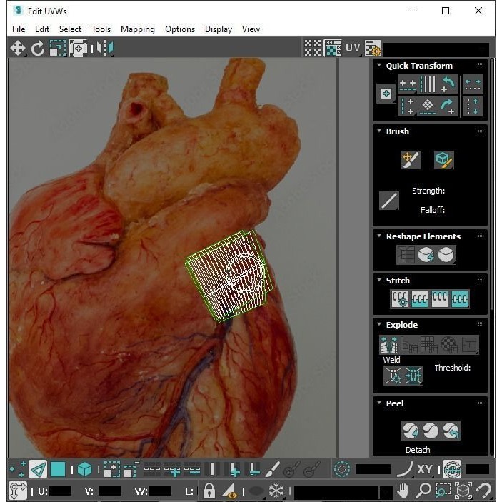 Vintage Organ Jars 3D Model – High Poly Medical Collection, FBX, OBJ