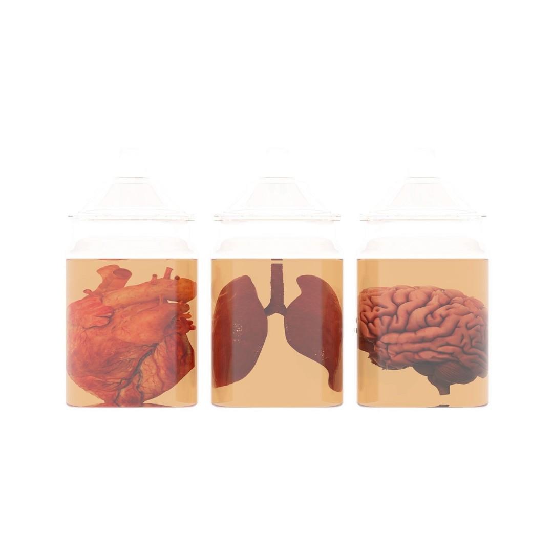 Vintage Organ Jars 3D Model – High Poly Medical Collection, FBX, OBJ - View 16