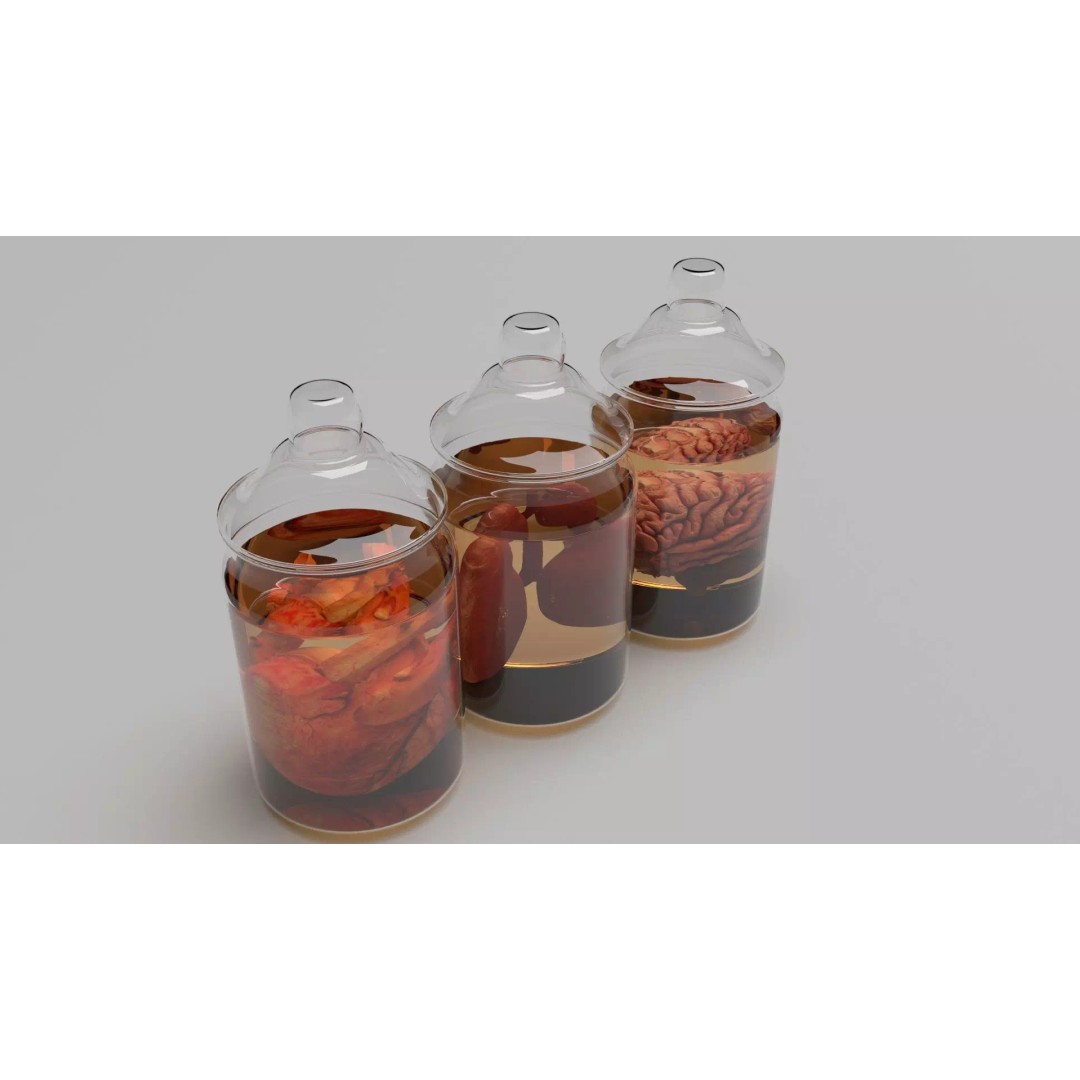Vintage Organ Jars 3D Model – High Poly Medical Collection, FBX, OBJ - View 2