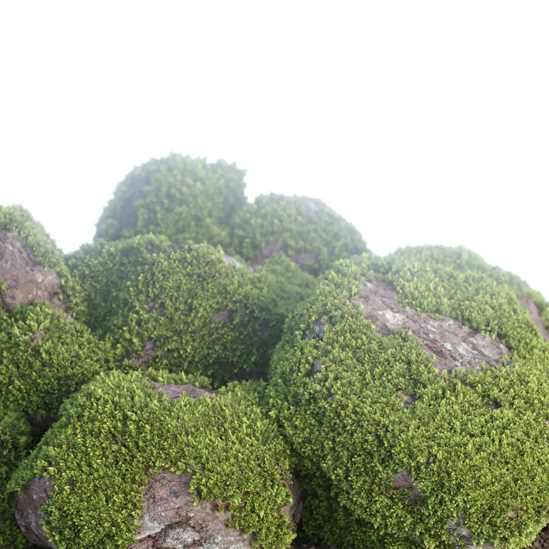 Outdoor Landscape Plants 3D Model – Premium Nature Asset Bundle, FBX - View 24