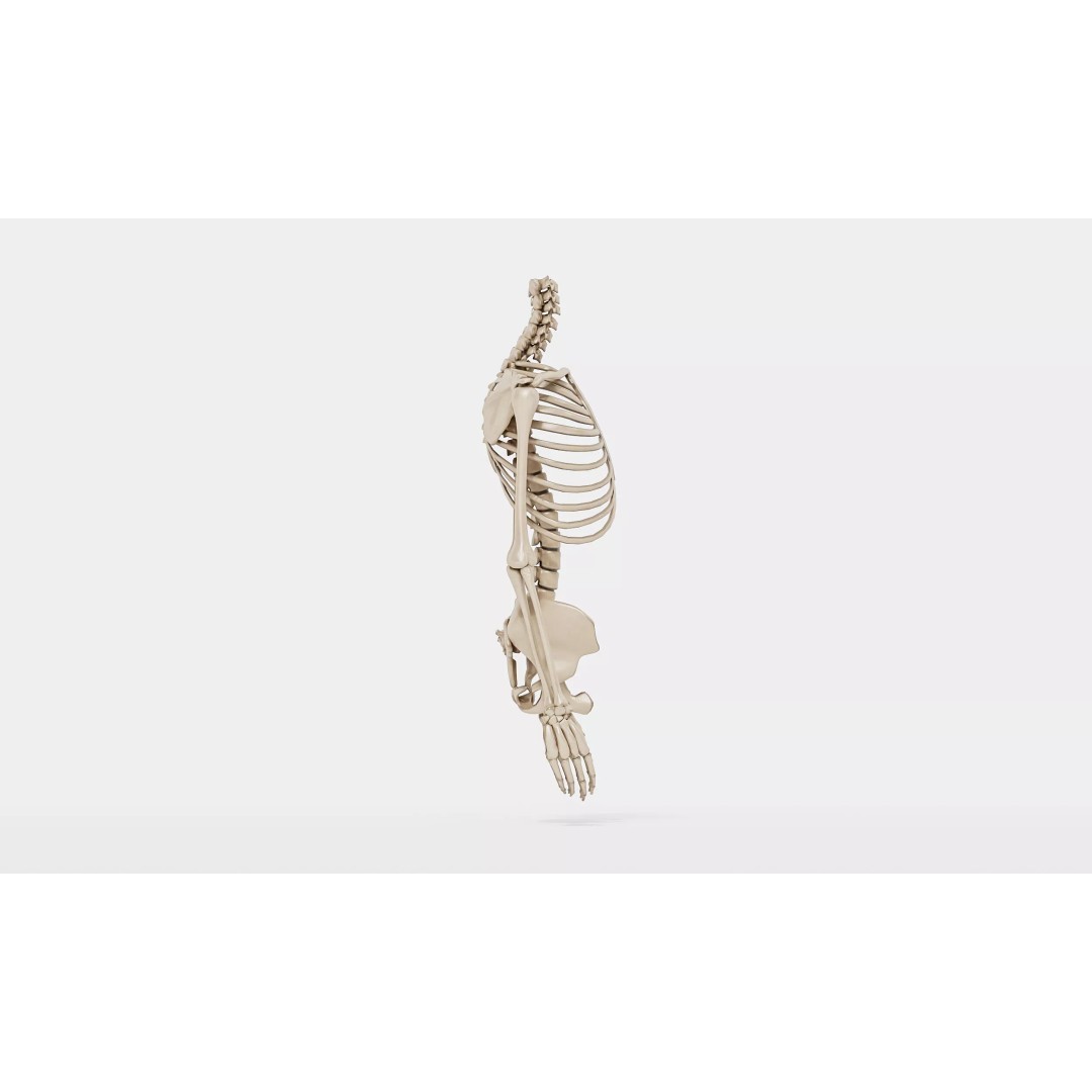Realistic Human Skeleton 3D Model – Detailed Anatomy for Medical Use, FBX