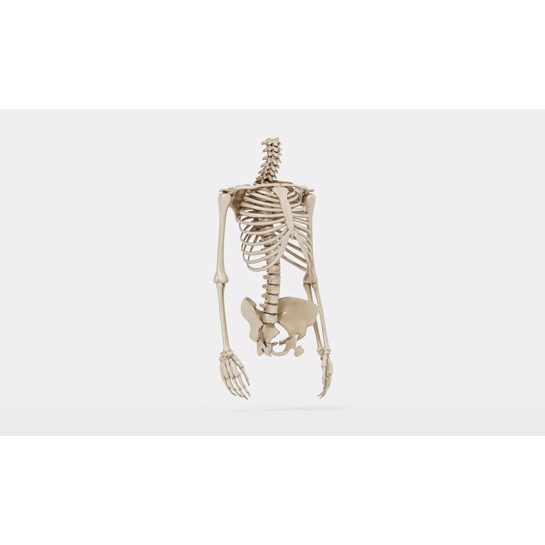 Realistic Human Skeleton 3D Model – Detailed Anatomy for Medical Use, FBX - View 4