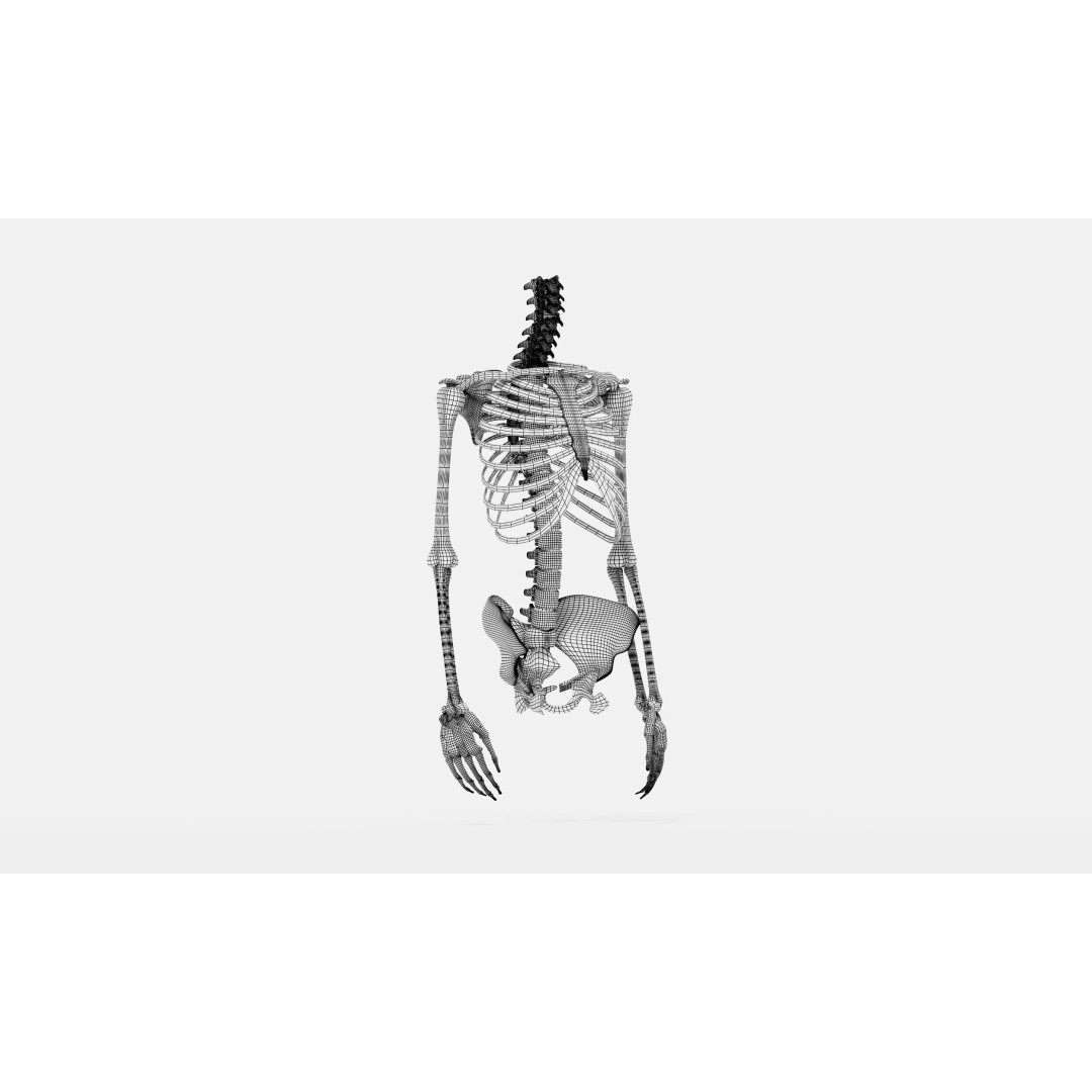 Realistic Human Skeleton 3D Model – Detailed Anatomy for Medical Use, FBX - View 5