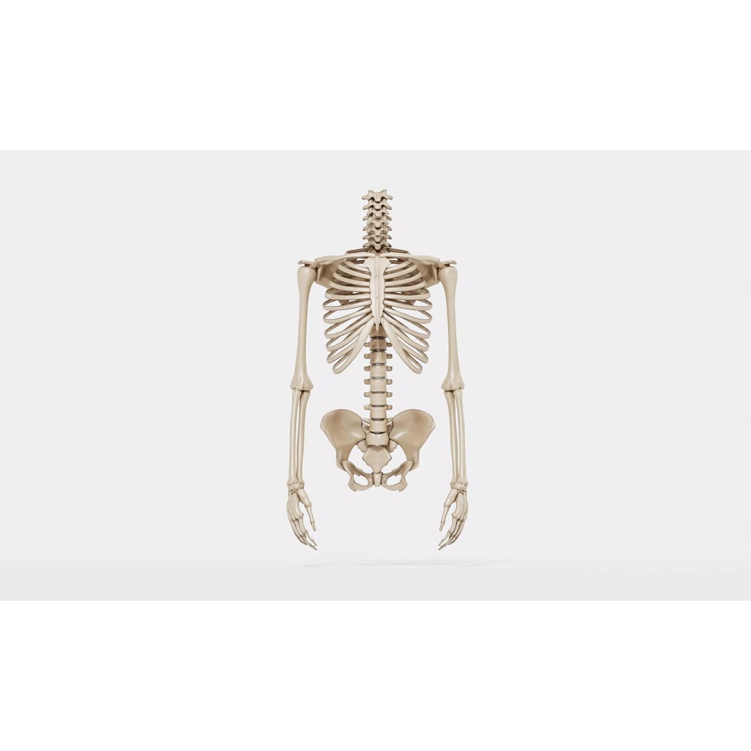 Realistic Human Skeleton 3D Model – Detailed Anatomy for Medical Use, FBX - View 6