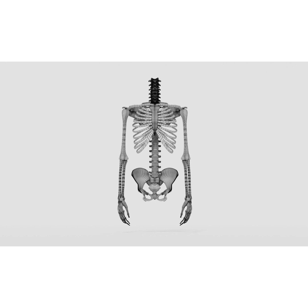 Realistic Human Skeleton 3D Model – Detailed Anatomy for Medical Use, FBX - View 7