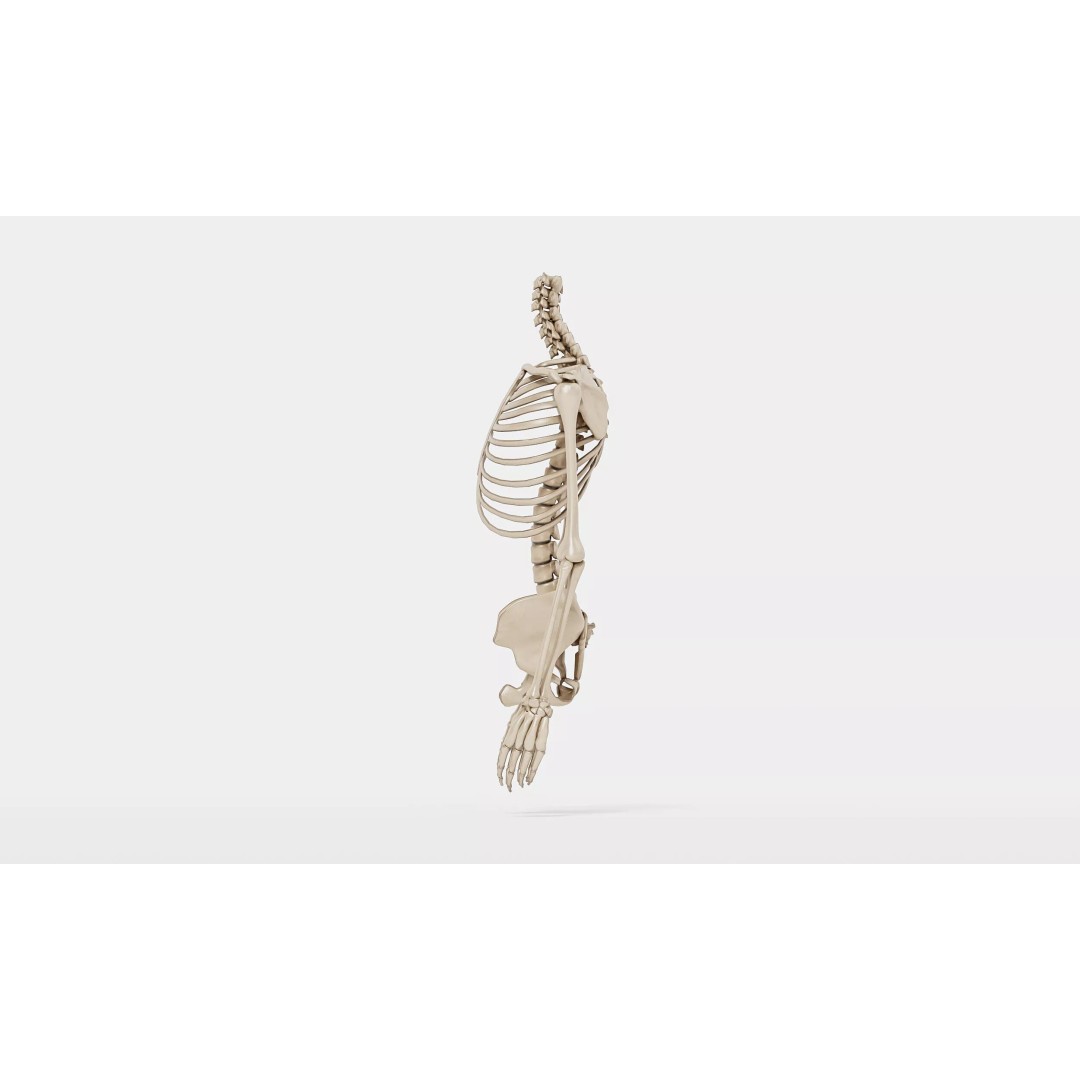 Realistic Human Skeleton 3D Model – Detailed Anatomy for Medical Use, FBX - View 8