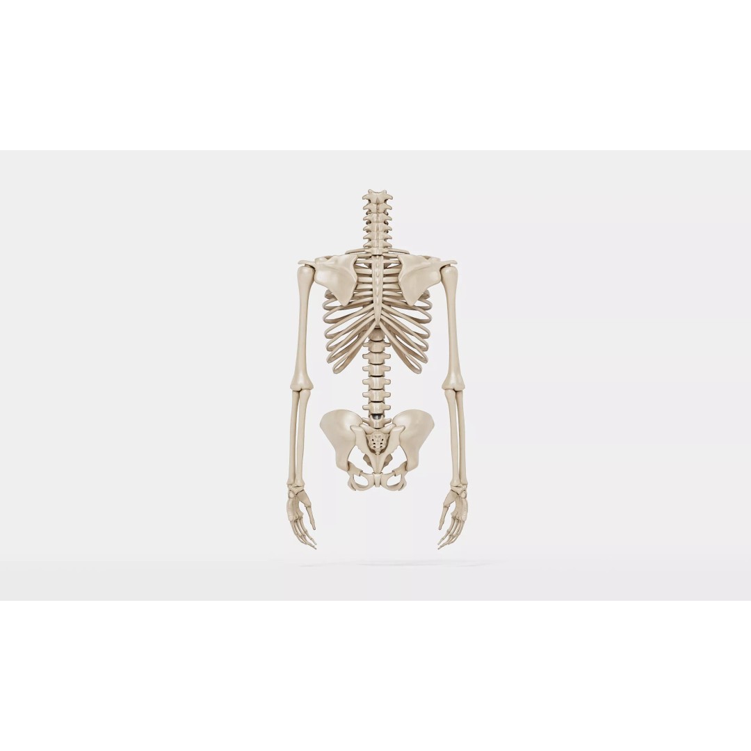 Realistic Human Skeleton 3D Model – Detailed Anatomy for Medical Use, FBX - View 9