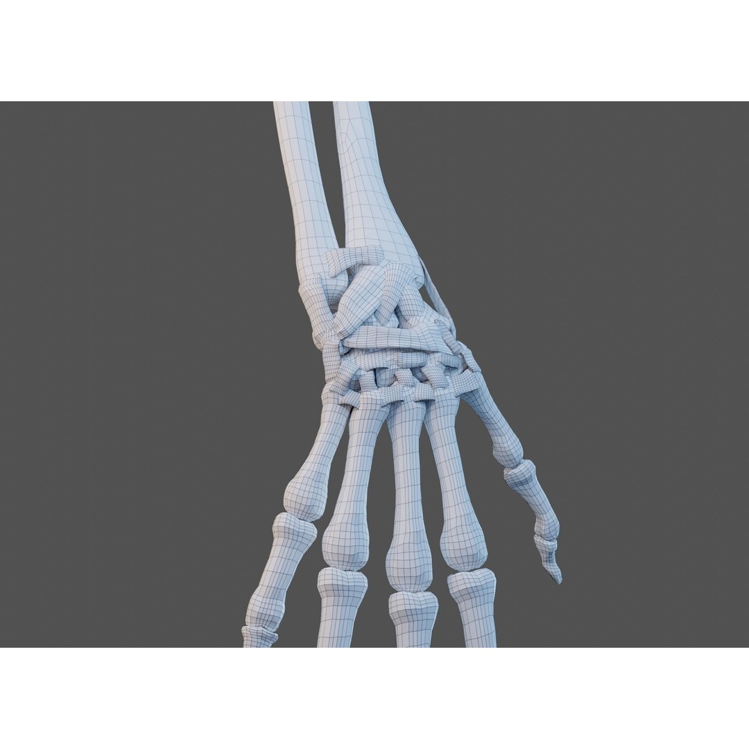 Wrist Joint Ligaments 3D Model – Anatomically Correct Medical Asset, FBX