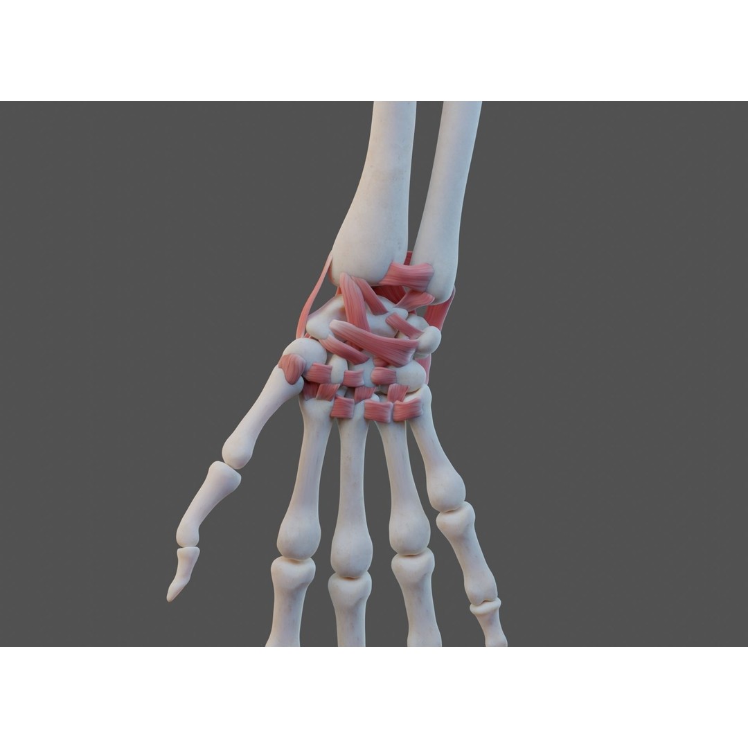 Wrist Joint Ligaments 3D Model – Anatomically Correct Medical Asset, FBX - View 10
