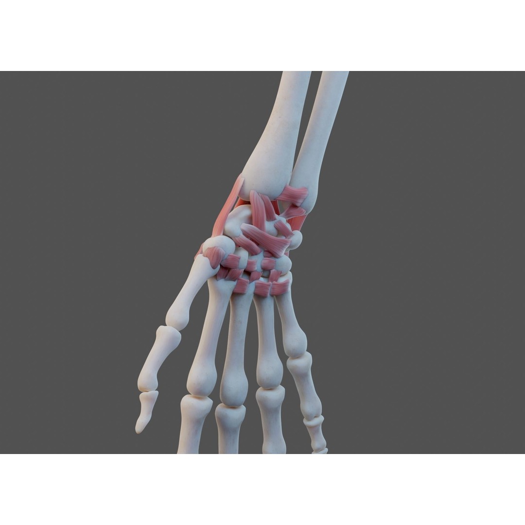 Wrist Joint Ligaments 3D Model – Anatomically Correct Medical Asset, FBX - View 11