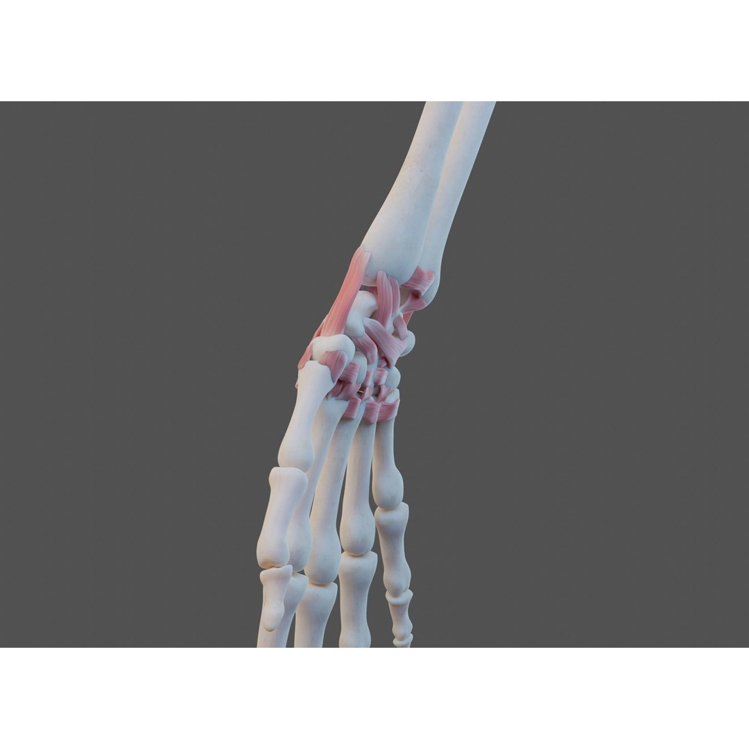 Wrist Joint Ligaments 3D Model – Anatomically Correct Medical Asset, FBX - View 12