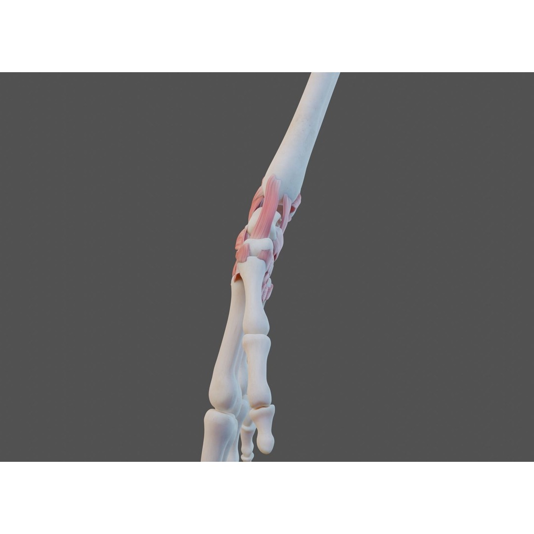 Wrist Joint Ligaments 3D Model – Anatomically Correct Medical Asset, FBX - View 13