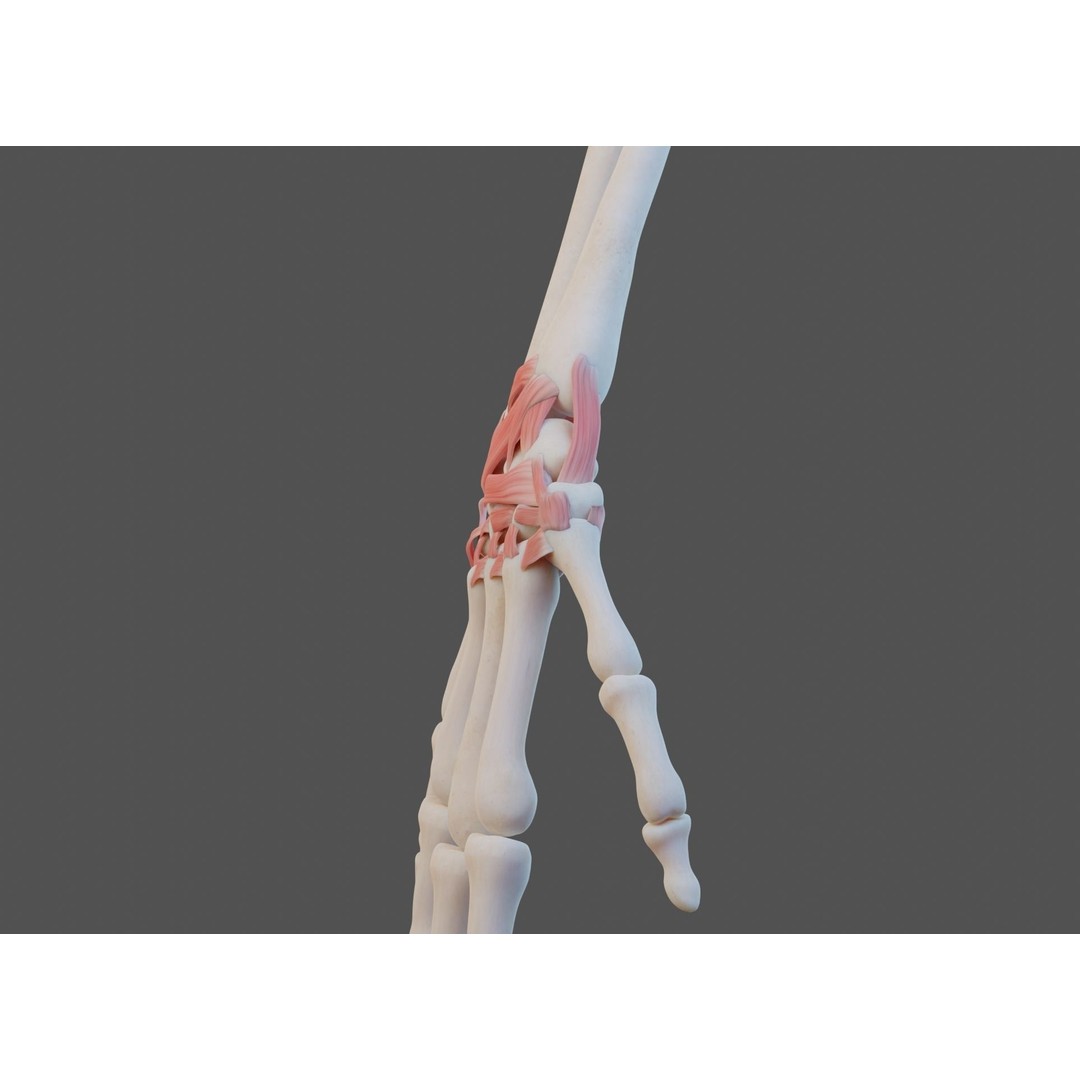 Wrist Joint Ligaments 3D Model – Anatomically Correct Medical Asset, FBX - View 14