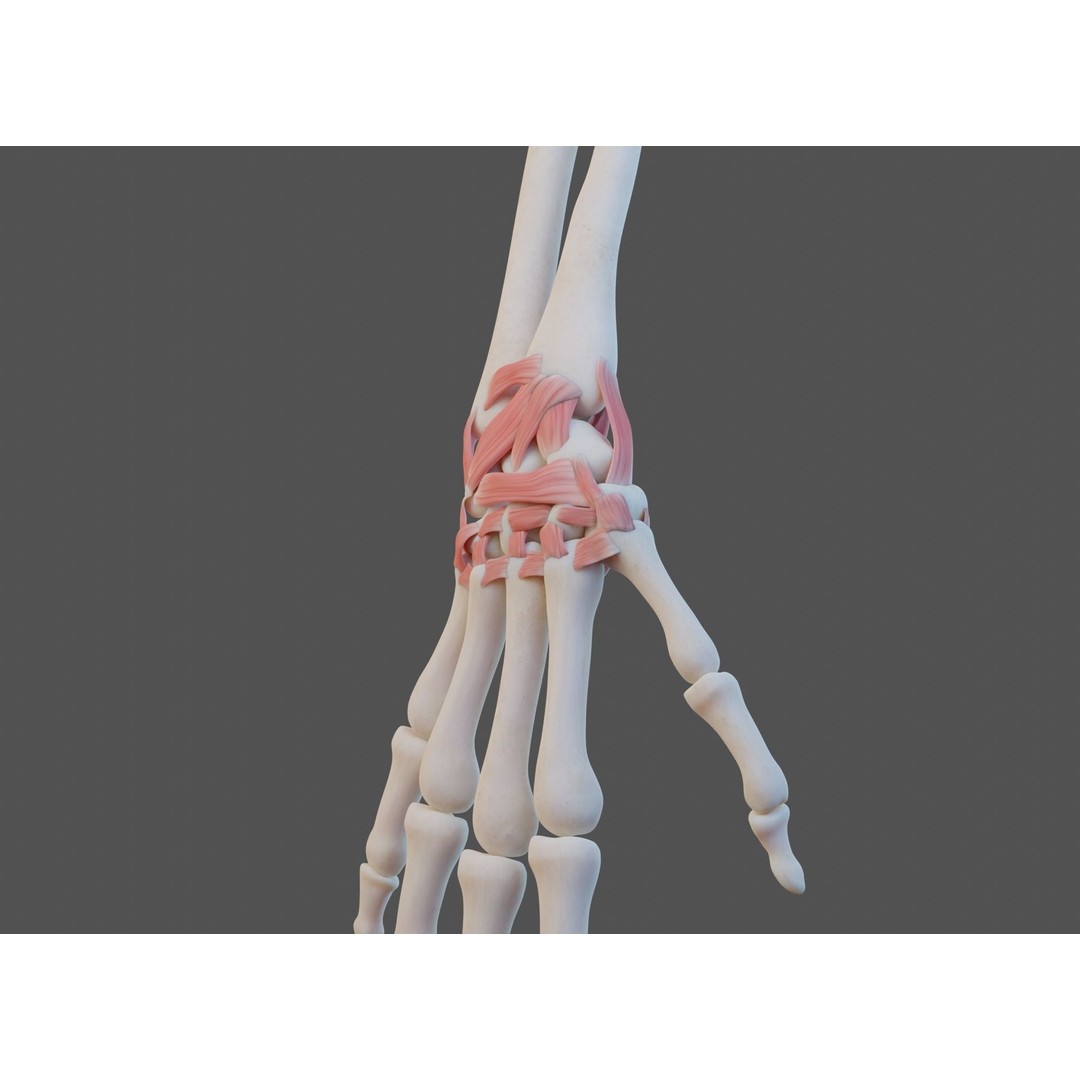 Wrist Joint Ligaments 3D Model – Anatomically Correct Medical Asset, FBX - View 15