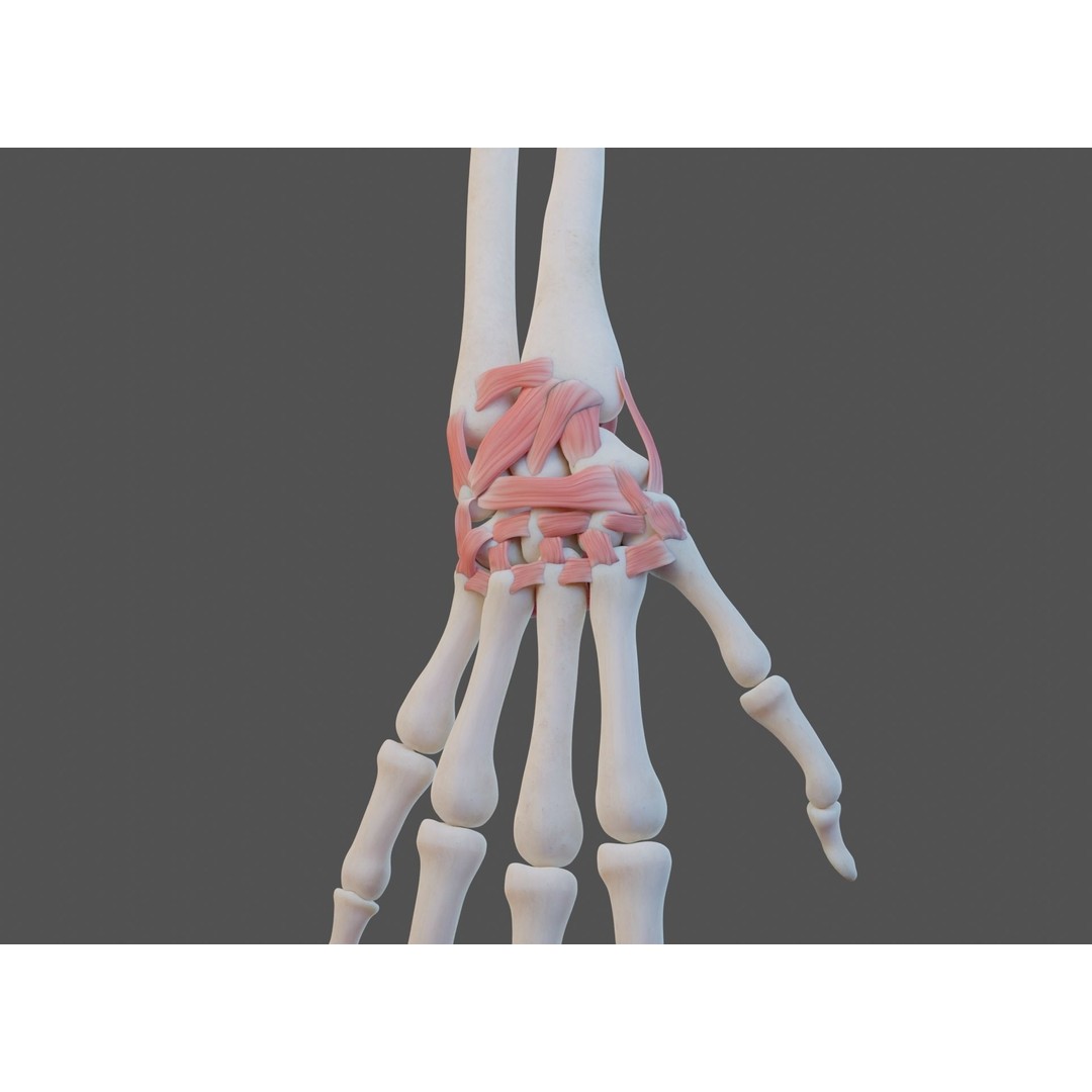 Wrist Joint Ligaments 3D Model – Anatomically Correct Medical Asset, FBX - View 16