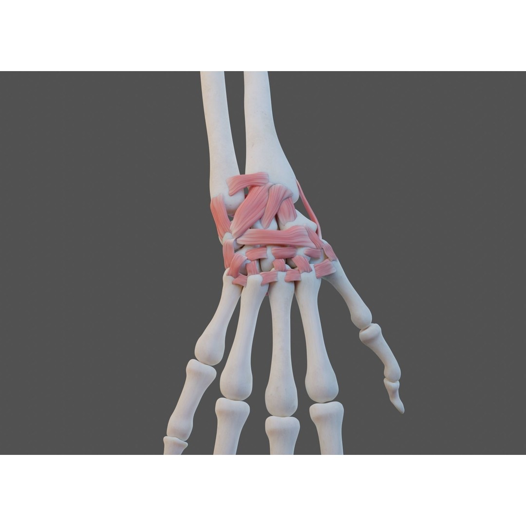 Wrist Joint Ligaments 3D Model – Anatomically Correct Medical Asset, FBX - View 17