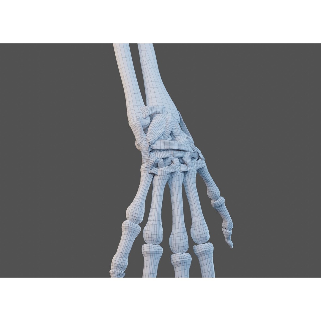 Wrist Joint Ligaments 3D Model – Anatomically Correct Medical Asset, FBX - View 18