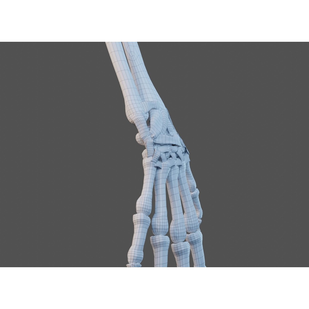 Wrist Joint Ligaments 3D Model – Anatomically Correct Medical Asset, FBX - View 19