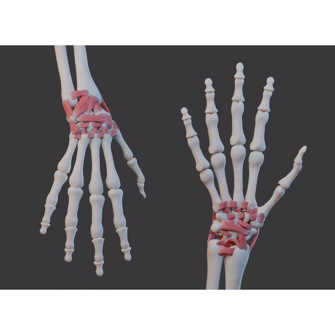 Wrist Joint Ligaments 3D Model – Anatomically Correct Medical Asset, FBX - View 2