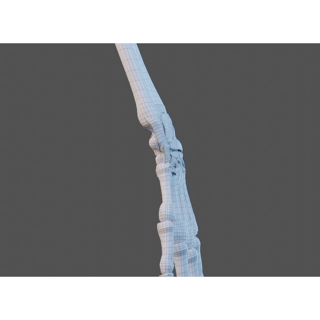 Wrist Joint Ligaments 3D Model – Anatomically Correct Medical Asset, FBX - View 20