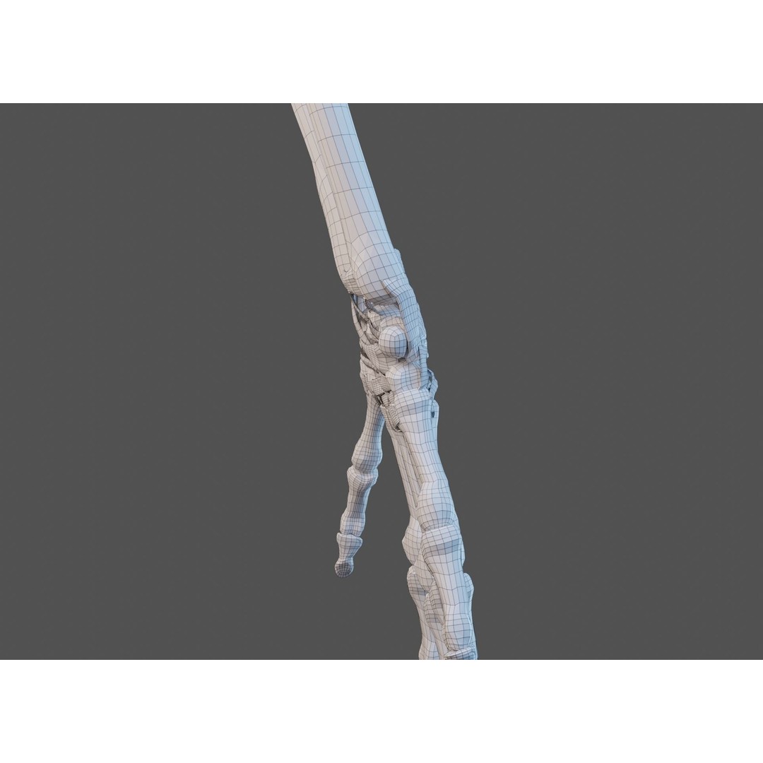 Wrist Joint Ligaments 3D Model – Anatomically Correct Medical Asset, FBX - View 21