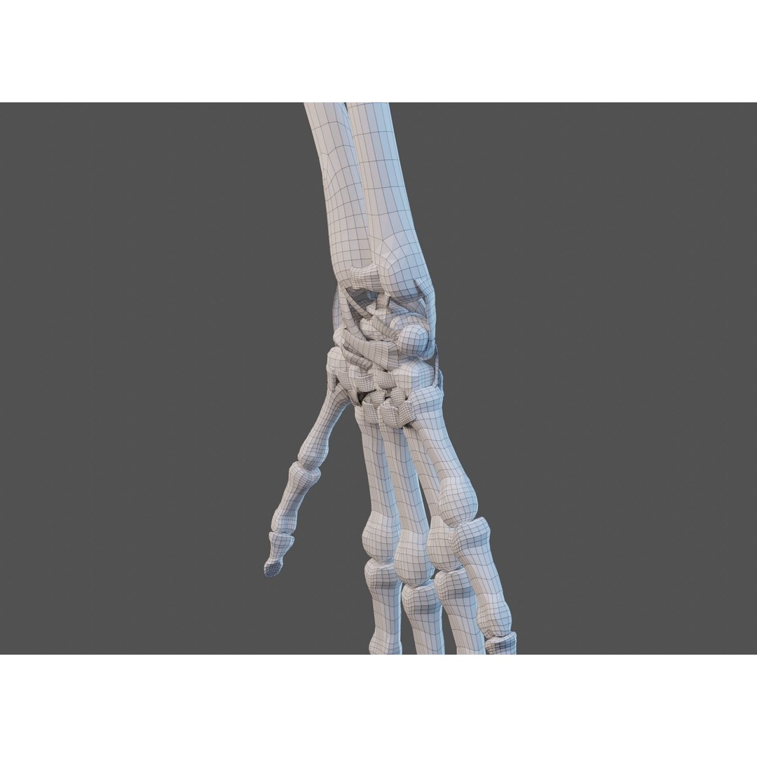 Wrist Joint Ligaments 3D Model – Anatomically Correct Medical Asset, FBX - View 22