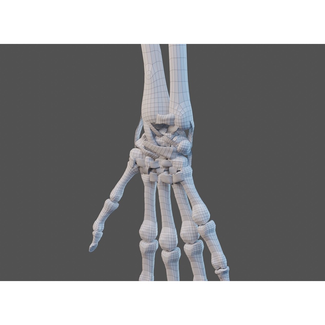 Wrist Joint Ligaments 3D Model – Anatomically Correct Medical Asset, FBX - View 23