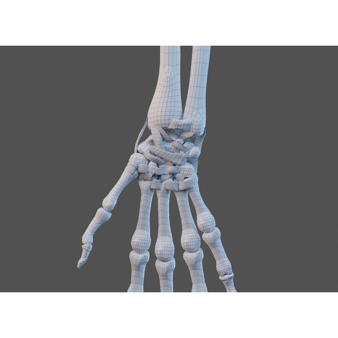 Wrist Joint Ligaments 3D Model – Anatomically Correct Medical Asset, FBX - View 24