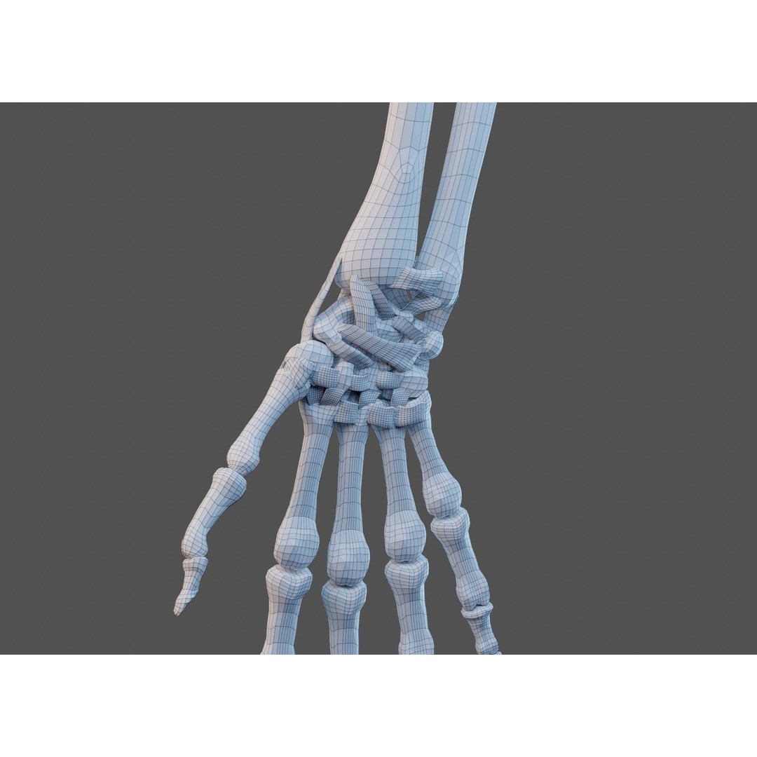 Wrist Joint Ligaments 3D Model – Anatomically Correct Medical Asset, FBX - View 25