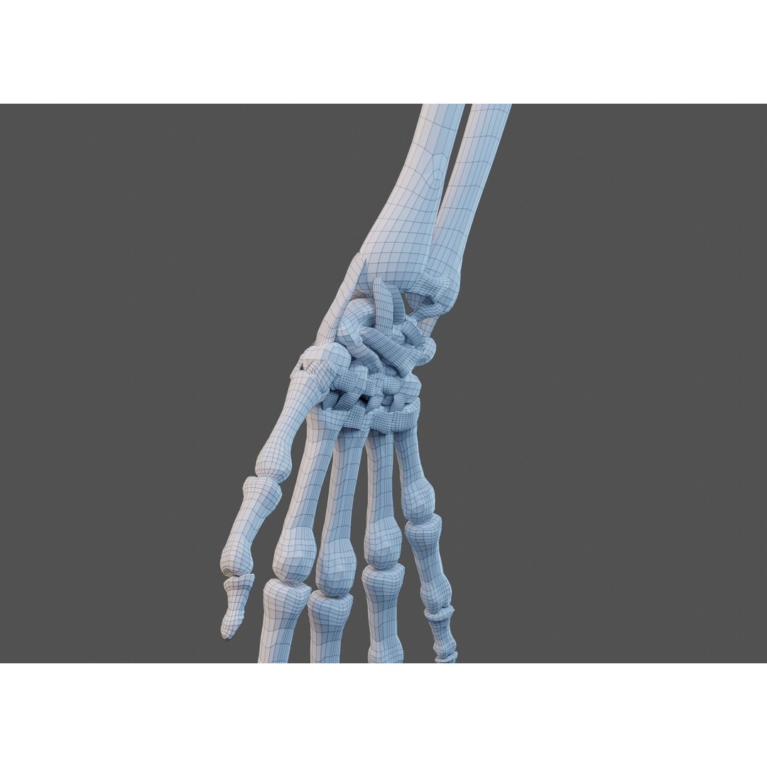 Wrist Joint Ligaments 3D Model – Anatomically Correct Medical Asset, FBX - View 26