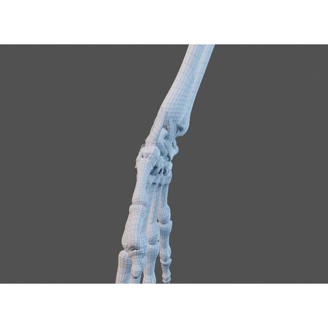 Wrist Joint Ligaments 3D Model – Anatomically Correct Medical Asset, FBX - View 27