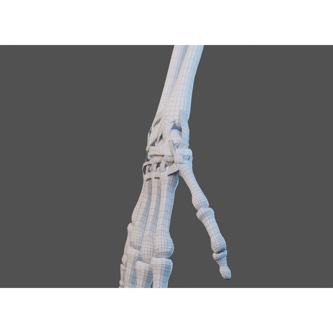 Wrist Joint Ligaments 3D Model – Anatomically Correct Medical Asset, FBX - View 29